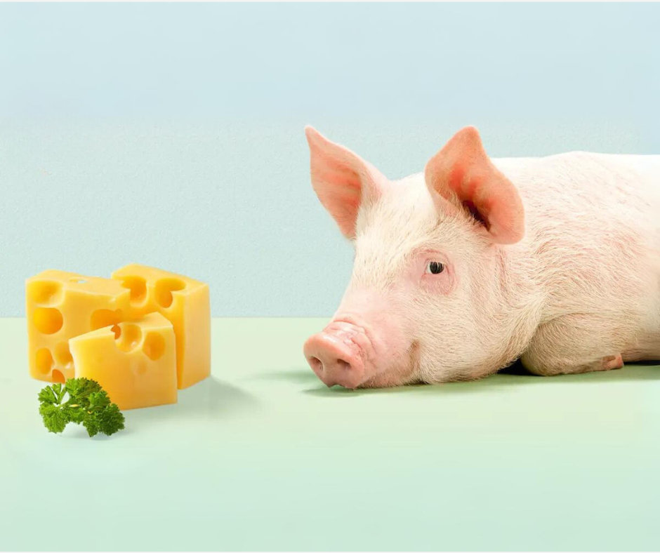 Existe queijo feito com leite de porca?