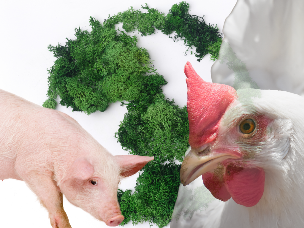 Campanha Proteína Sustentável reforça compromisso da produção avícola e suinícola nacional