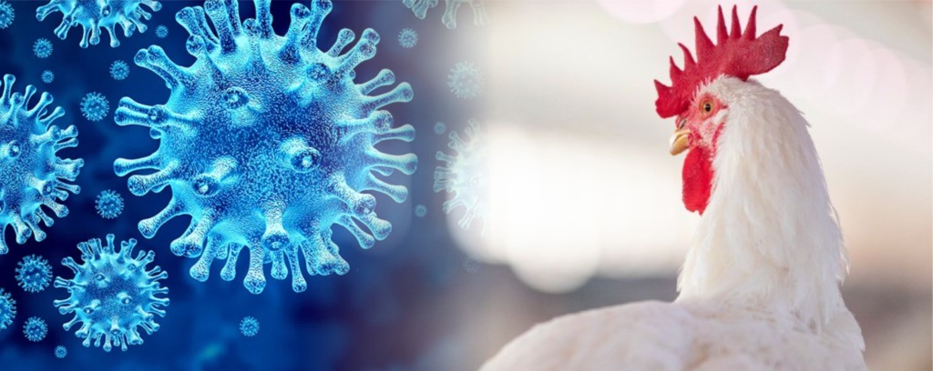 OMS monitora casos de gripe aviária em humanos no Camboja