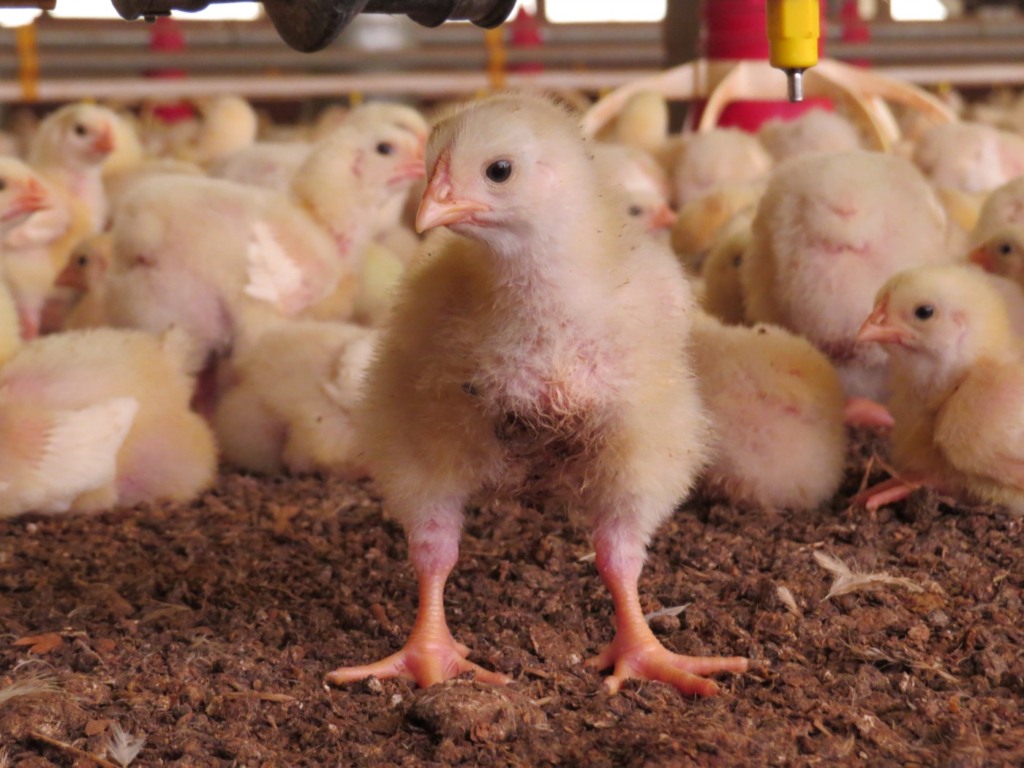 Exportações de genética avícola apresentam crescimento de 54,9% em novembro