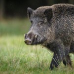 Estudo aponta papel dos javalis e reforça transmissão entre granjas na Peste Suína Africana