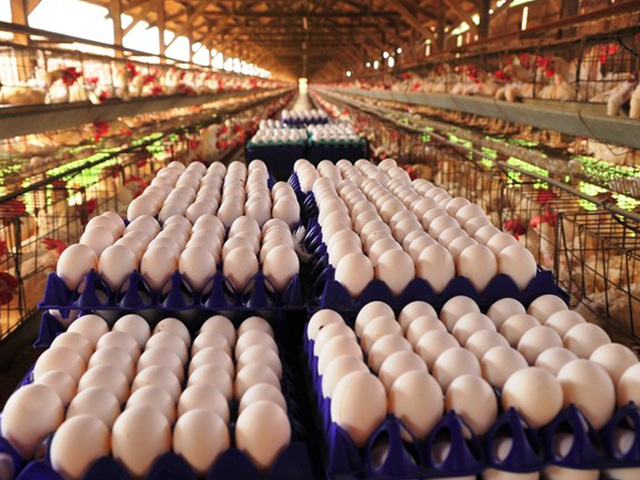 Projeto de R$ 7 milhões estrutura cadeia de ovos no sertão do São Francisco (BA)