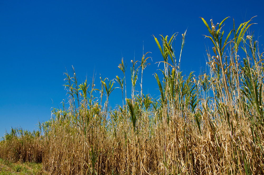 Embrapa seleciona bolsistas para projeto com Capim-Elefante na geração de agroenergia em Alagoas