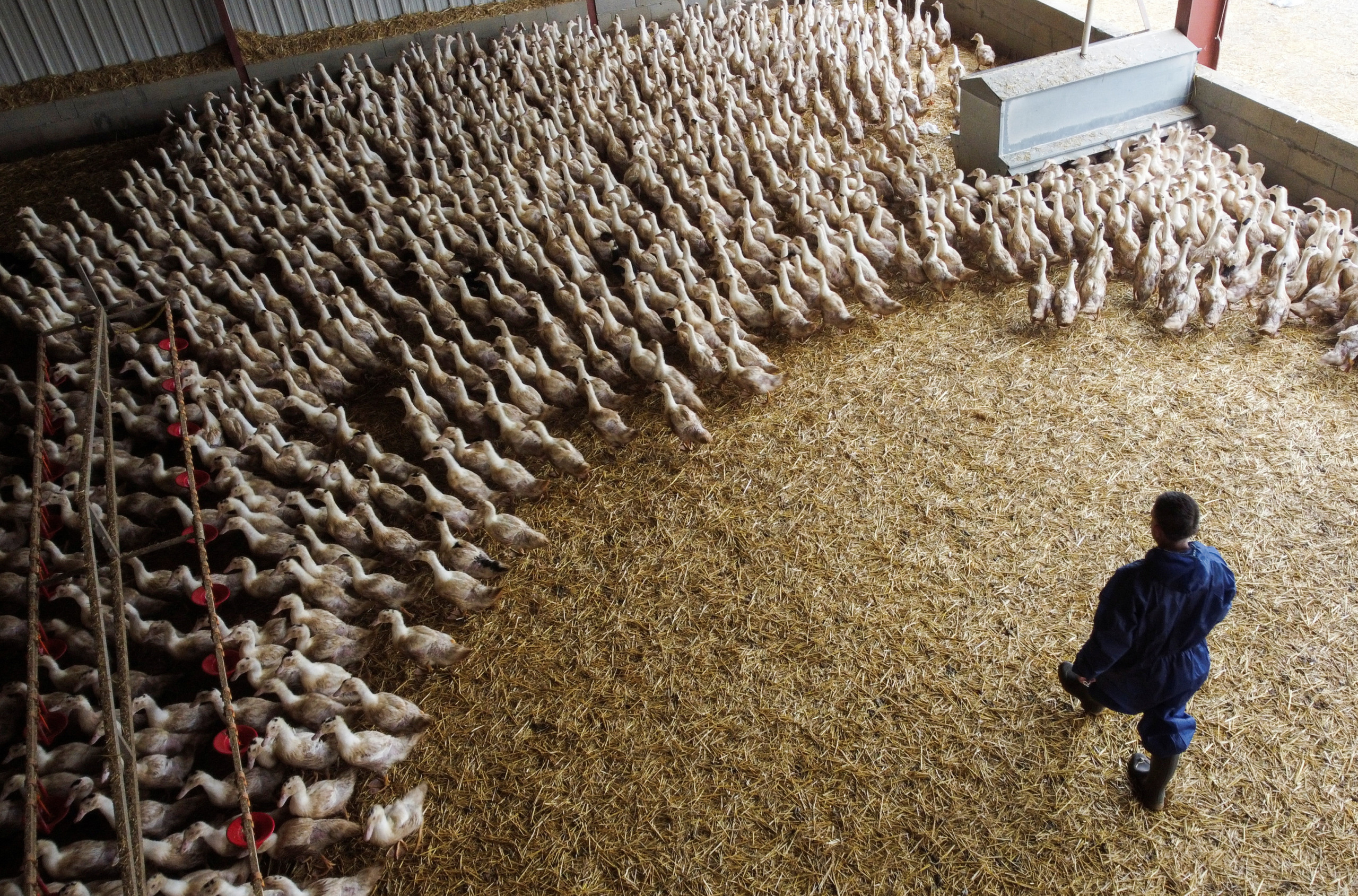 Avicultura e Exportação: influenza aviária redefine comércio global de frango nos EUA sem colapso dos mercados