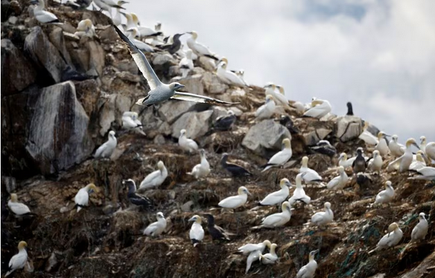 França ordena a terceira dose da vacina contra a gripe aviária para patos de foie gras
