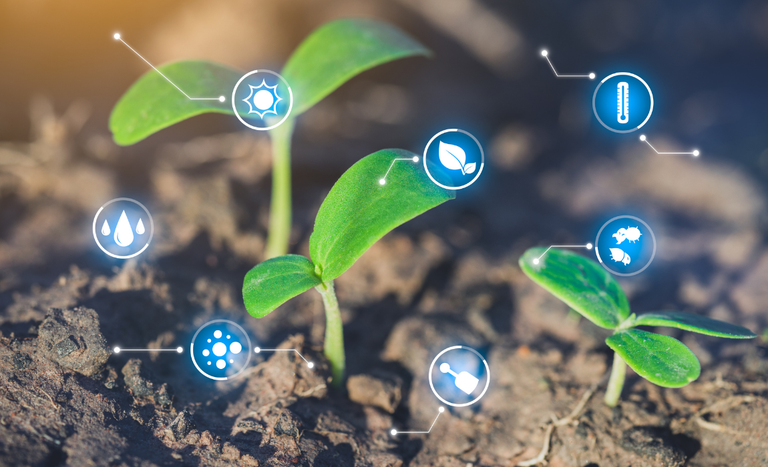 Plano Safra: aplicação do crédito rural alcança R$ 217 bilhões em cinco meses