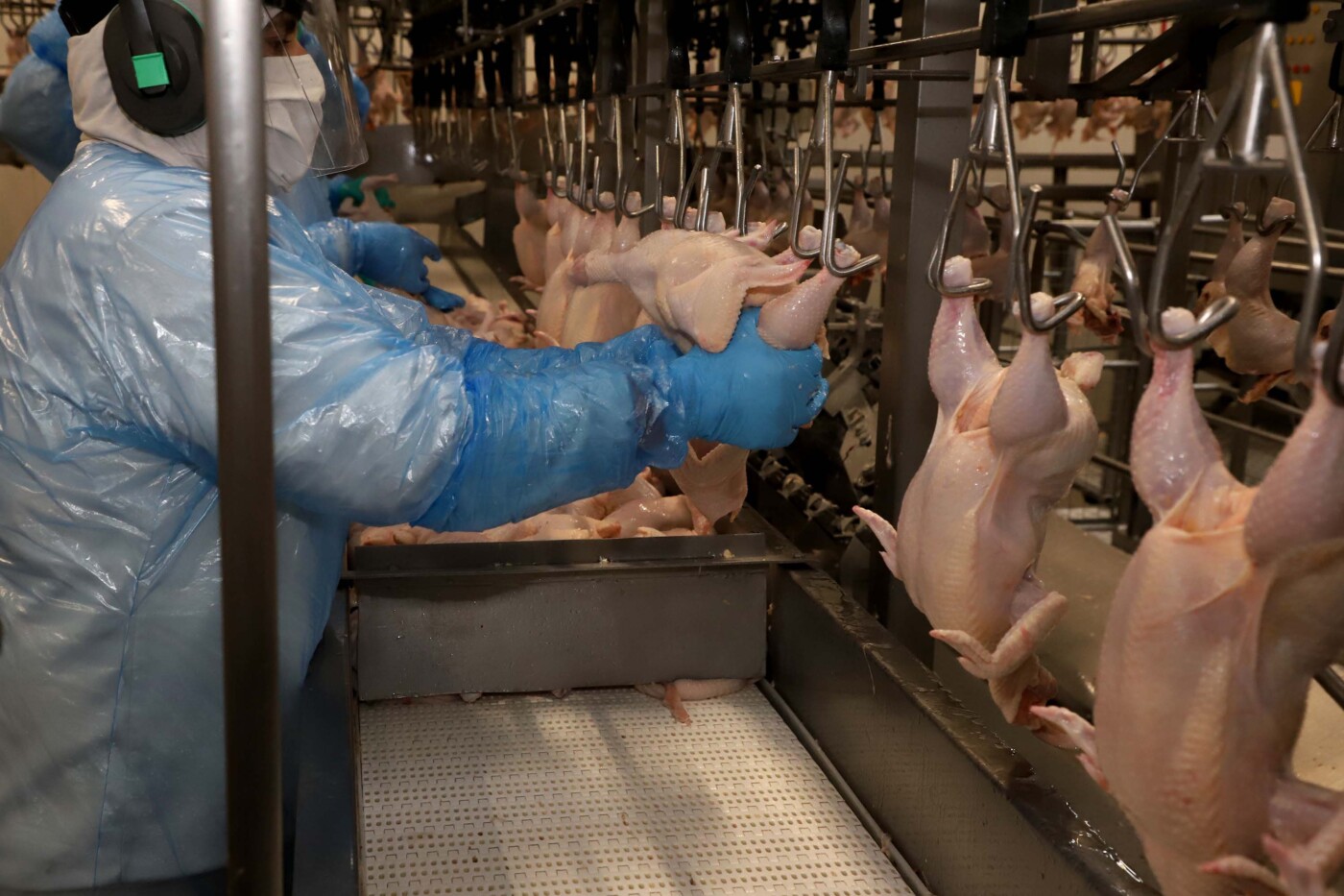 Rússia aprova importações de aves sem a cobrança de tarifas