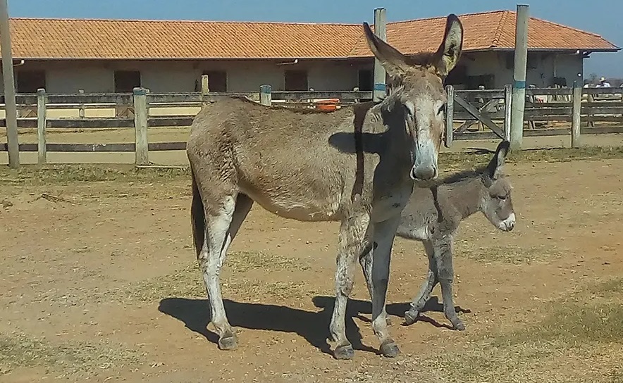Leite de jumenta pode reduzir liberação do hormônio do estresse e resposta inflamatória no desmame de leitões