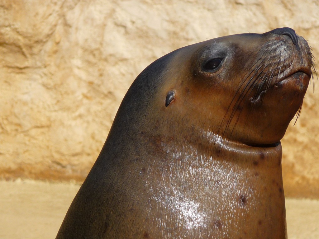 Mídia internacional fala na morte de 900 focas e leões-marinhos no Brasil por gripe aviária; ainda não há confirmação do MAPA