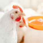Nutrição adequada reduz doenças e melhora desempenho na avicultura