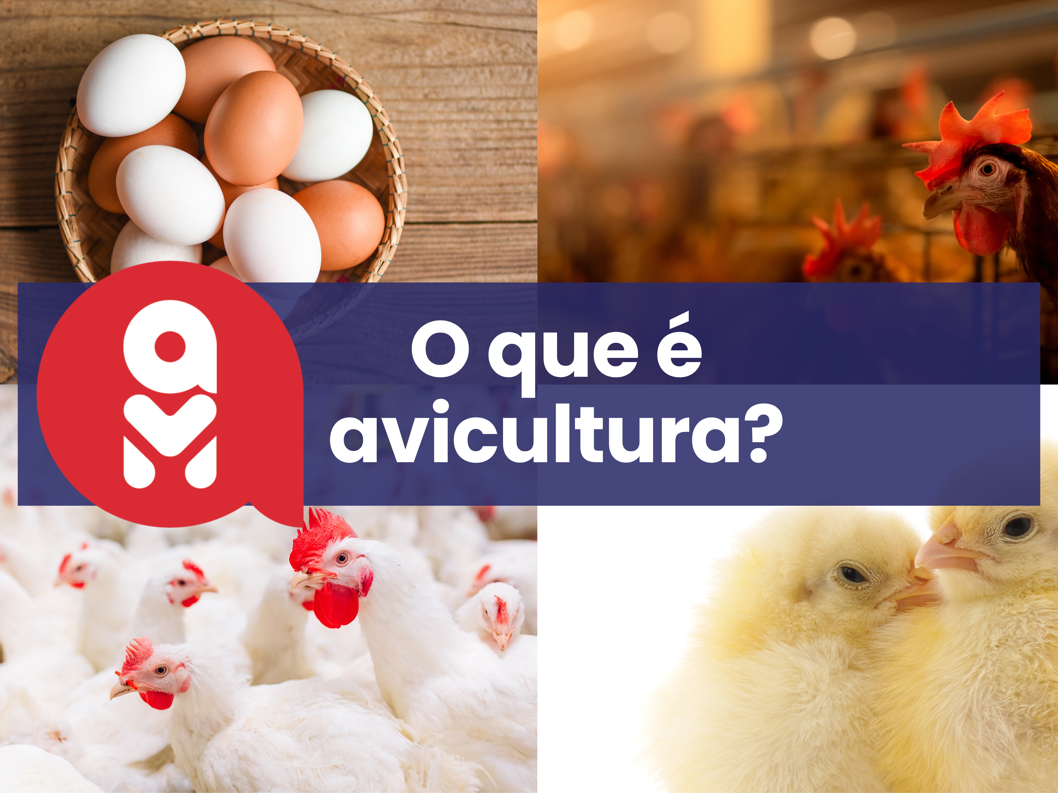 O que é avicultura? Conheça os tipos e a sua importância O que é avicultura? Conheça os tipos e a sua importância