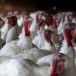 Doença de Newcastle: os 6 mil perus da granja de Nova Itaberaba são sacrificados