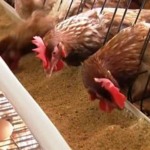 Polônia pode enfrentar nova crise na produção de ovos com avanço da gripe aviária