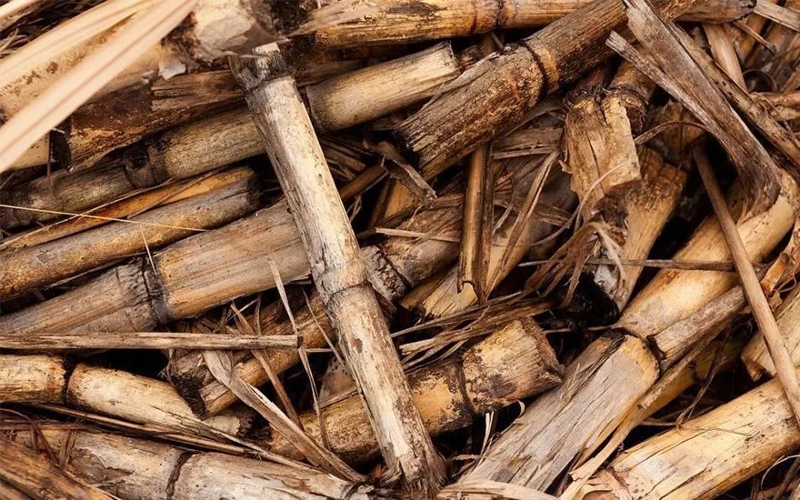 Pesquisa da Esalq-USP aprimora processo de fermentação da biomassa da cana