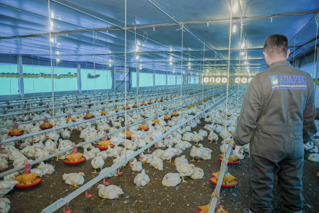 Mais 180 dias: Tocantins estende estado de emergência zoossanitária devido à gripe aviária