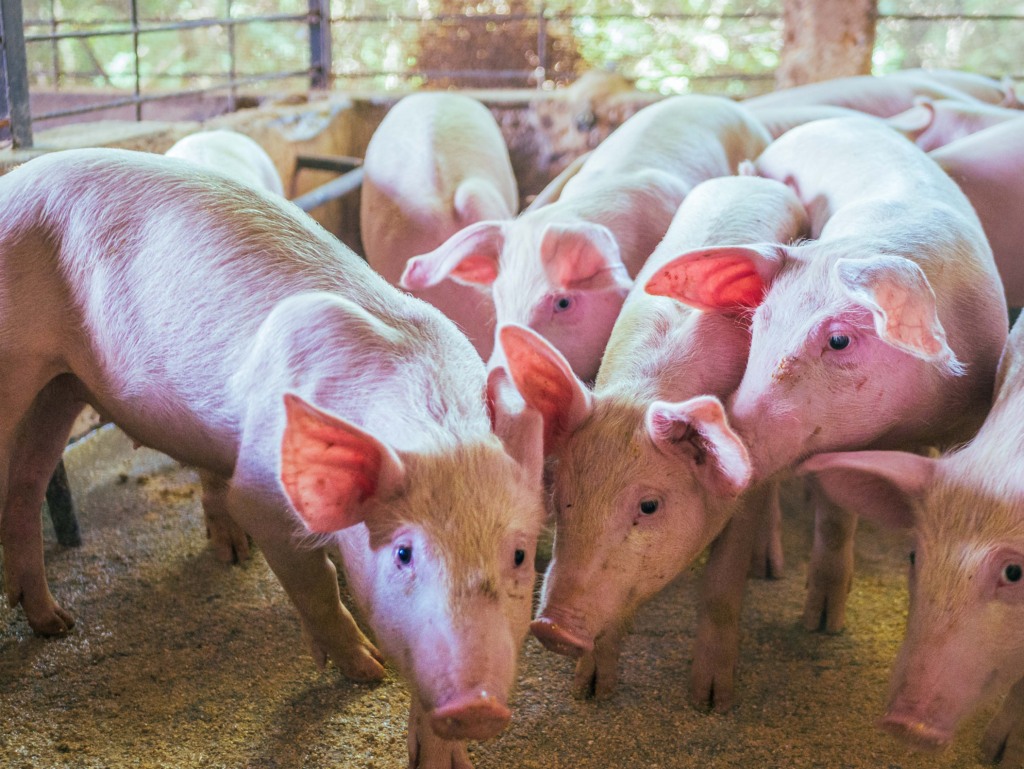 Adapec lança guia eletrônica para movimentação de suínos em Tocantins
