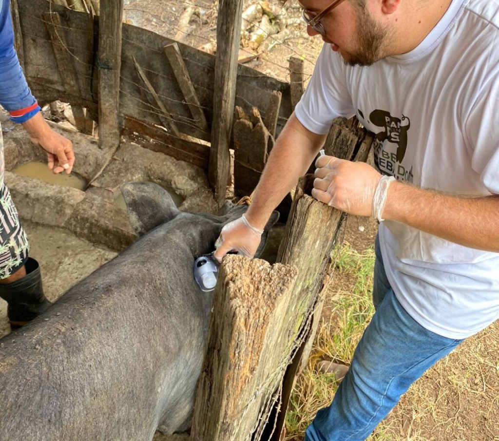 Recorde em Alagoas: mais de 147 mil suínos vacinados na última etapa contra PSC
