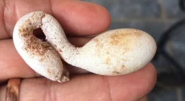 Galinha põe ovo em forma de pato no Rio Grande do Norte