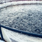 Reestruturação societária da JBS e avanço da aquicultura redesenham matriz da proteína