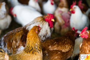 Conceito de Bem-Estar Único avança como ferramenta para avaliar sistemas extensivos de frango na Europa