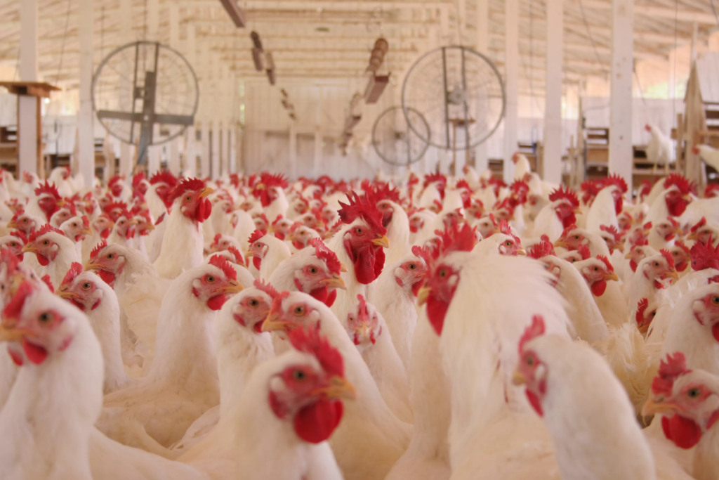 Japão retira embargo sobre importação de aves vivas de MS