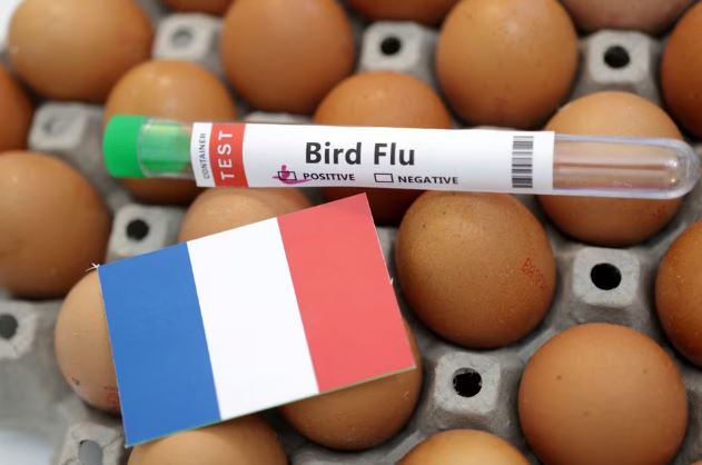 França detecta gripe aviária em uma fazenda de patos vacinados