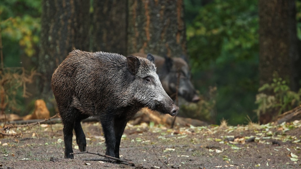 Lei de controle populacional de javalis sancionada: Exército atualiza normas em conformidade