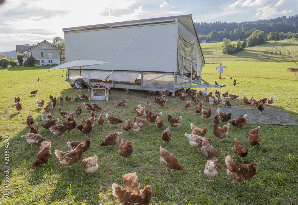 Além do orgânico: avicultor norte-americano cria modelo sustentável para produção de aves em pastos