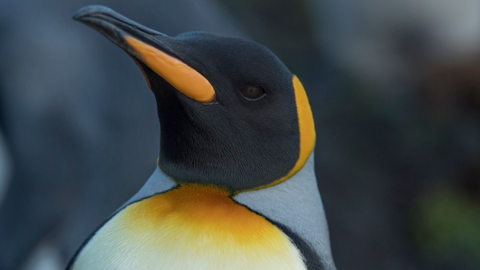 Primeiro caso suspeito de pinguim-rei morto por gripe aviária é registrado na Antártica Primeiro caso suspeito de pinguim-rei morto por gripe aviária é registrado na Antártica