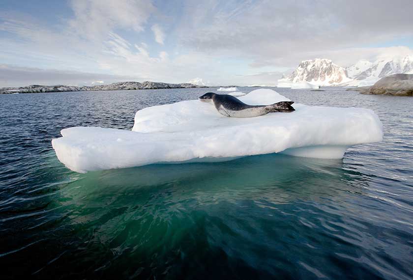 Reino Unido detecta primeiro caso de gripe aviária em mamíferos no subantártico