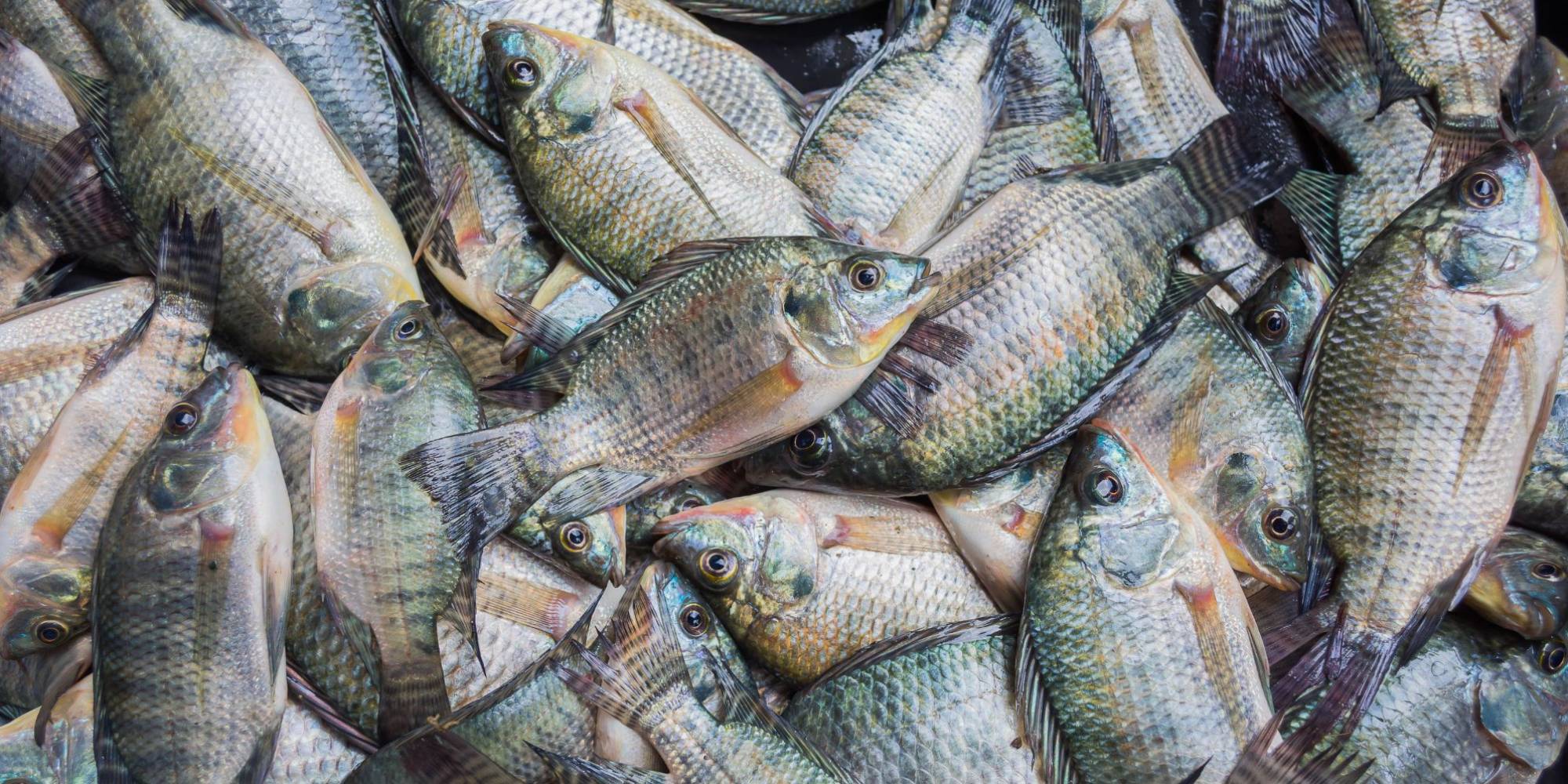 Cotação da tilápia registra estabilidade e leves altas nas principais regiões produtoras do Brasil