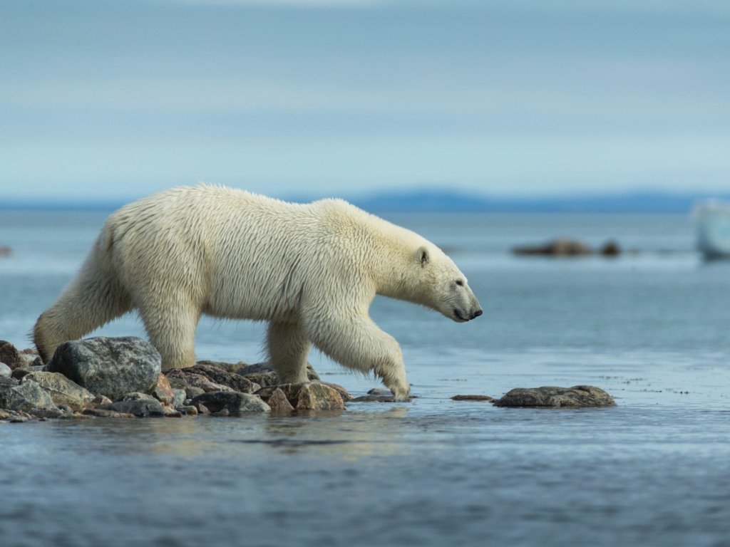 Autoridades de saúde confirmam 1ª morte de um urso polar pela gripe aviária