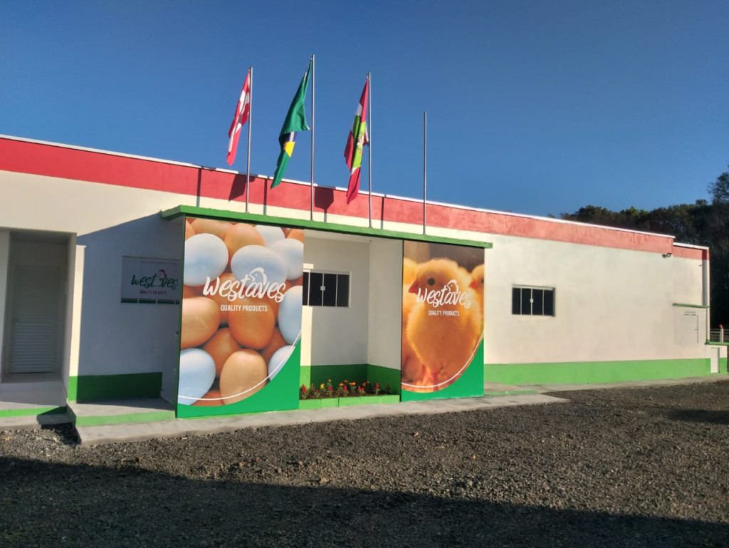 Embrapa realiza envio inicial de genética avícola para Angola