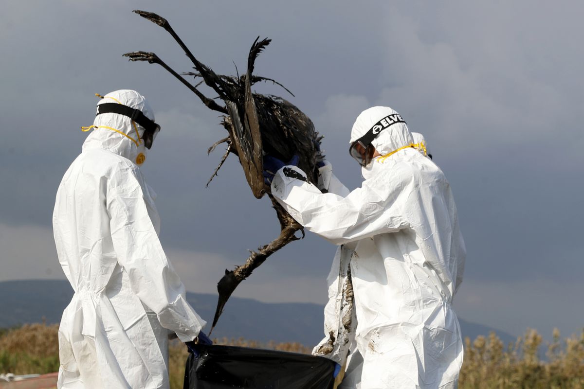 Gripe aviária causa “declínio dramático” nas aves marinhas da Irlanda do Norte