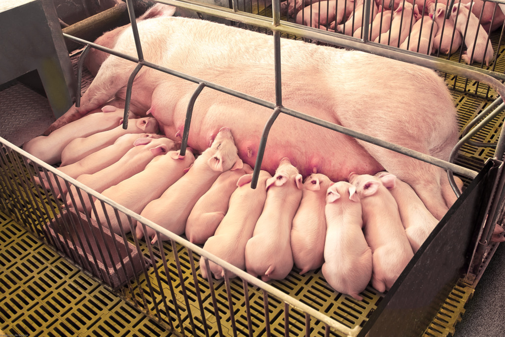 De Heus lança o programa Sow Life+ voltado ao cuidado integral com as fêmeas