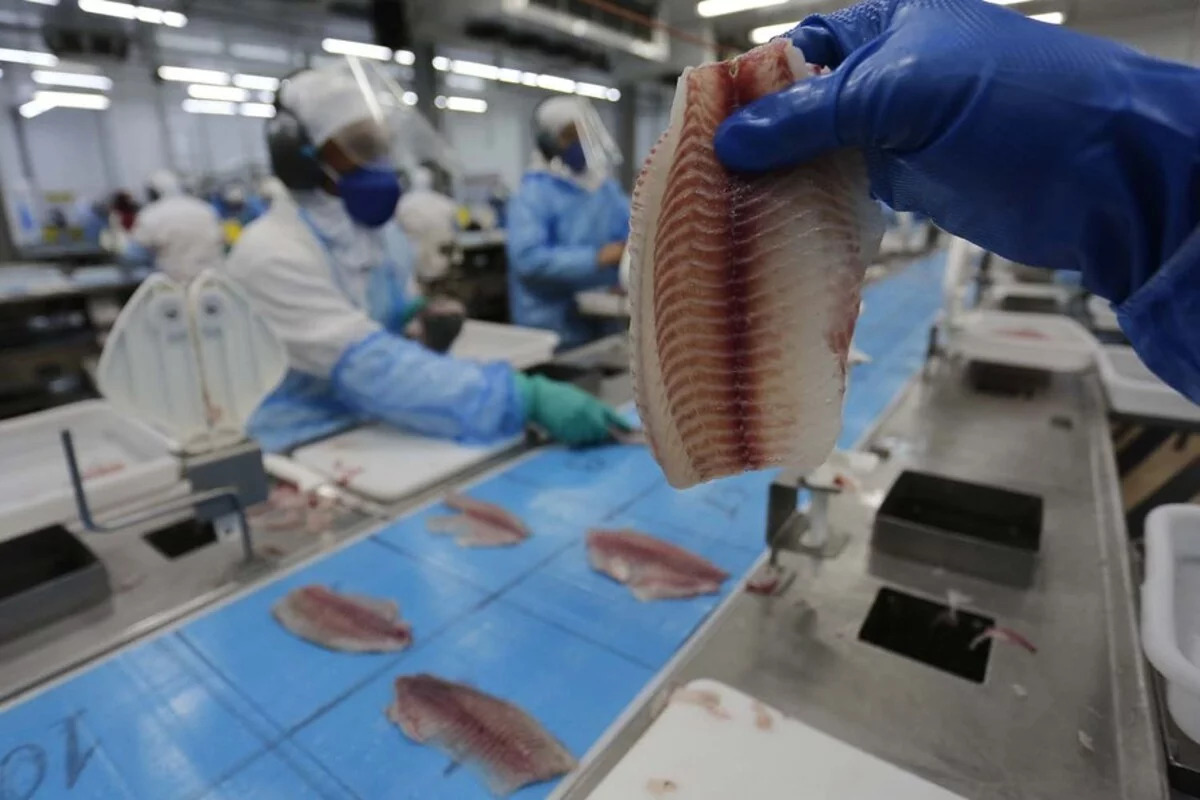 Piscicultura brasileira tem crescimento de 4% no faturamento de exportação e atinge U$S 24,7 milhões Piscicultura brasileira tem crescimento de 4% no faturamento de exportação e atinge U$S 24,7 milhões
