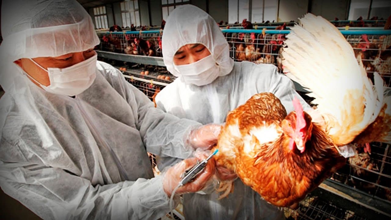 Comissão Europeia garante doses de vacinas contra a Influenza Aviária zoonótica Comissão Europeia garante doses de vacinas contra a Influenza Aviária zoonótica