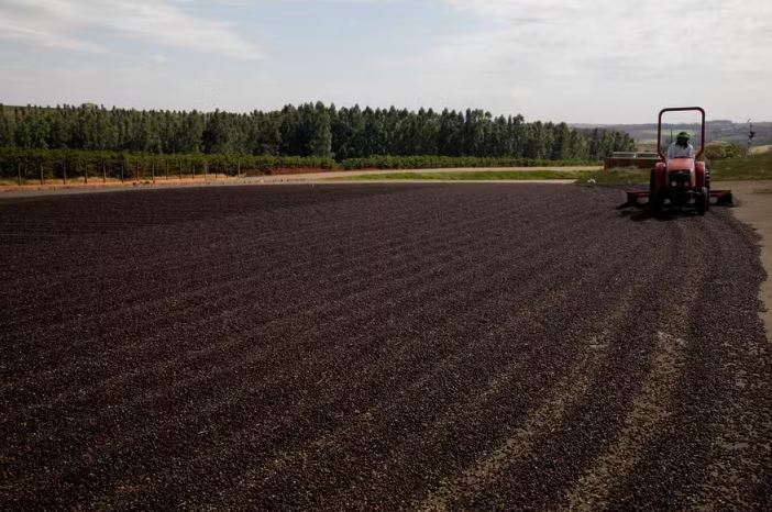 Embrapa revela potencial de 28 milhões de hectares de pastagens para conversão em áreas agrícolas