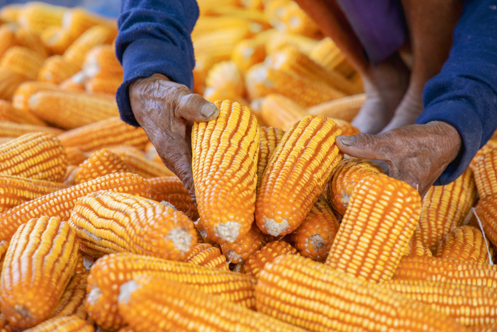 Preço da saca de milho no Brasil cai 15,61% em janeiro