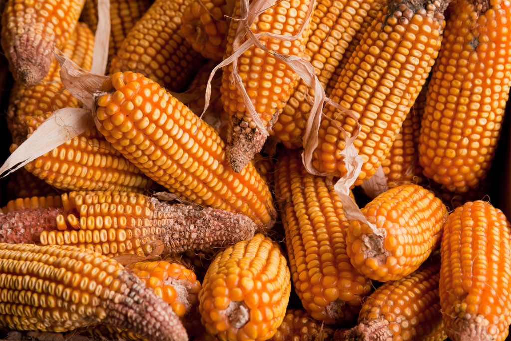 Ucrânia: exportação de milho deve crescer 8% em 2023/24, segundo o USDA em Kiev