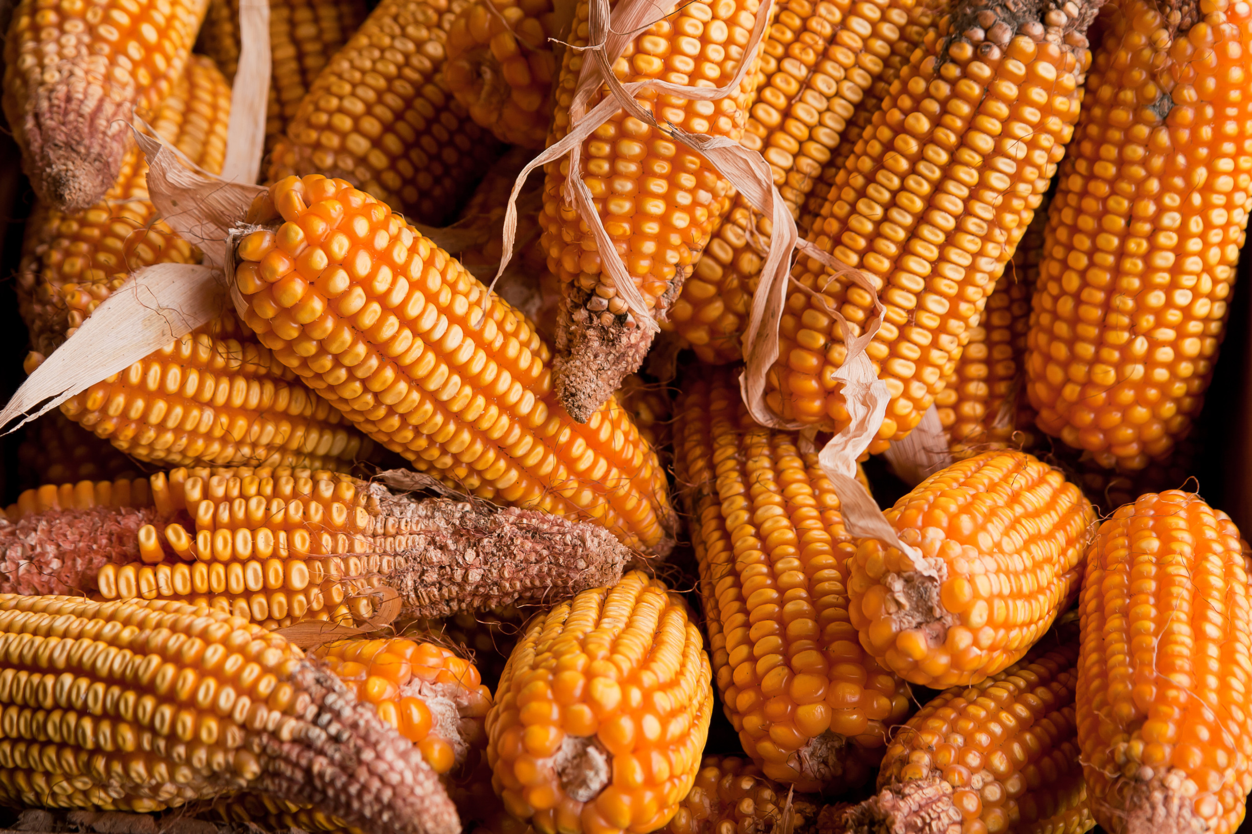 Ucrânia: exportação de milho deve crescer 8% em 2023/24, segundo o USDA em Kiev