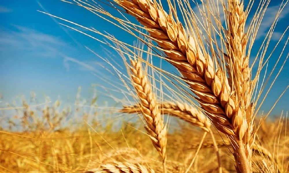 Preços do trigo despencam no Brasil com colheita e fim de taxas na Argentina