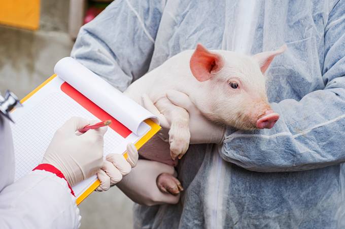 Fígado suíno geneticamente modificado poderá ser usado em humanos? Entenda