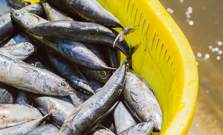 África do Sul abre suas portas para o mercado de pescados brasileiros