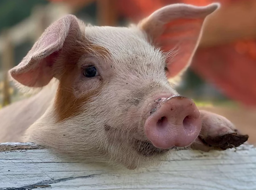 Redução da mortalidade de porcas na América do Norte é desafio