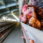 AVEC pede suspensão preventiva das importações de aves da China pela União Europeia