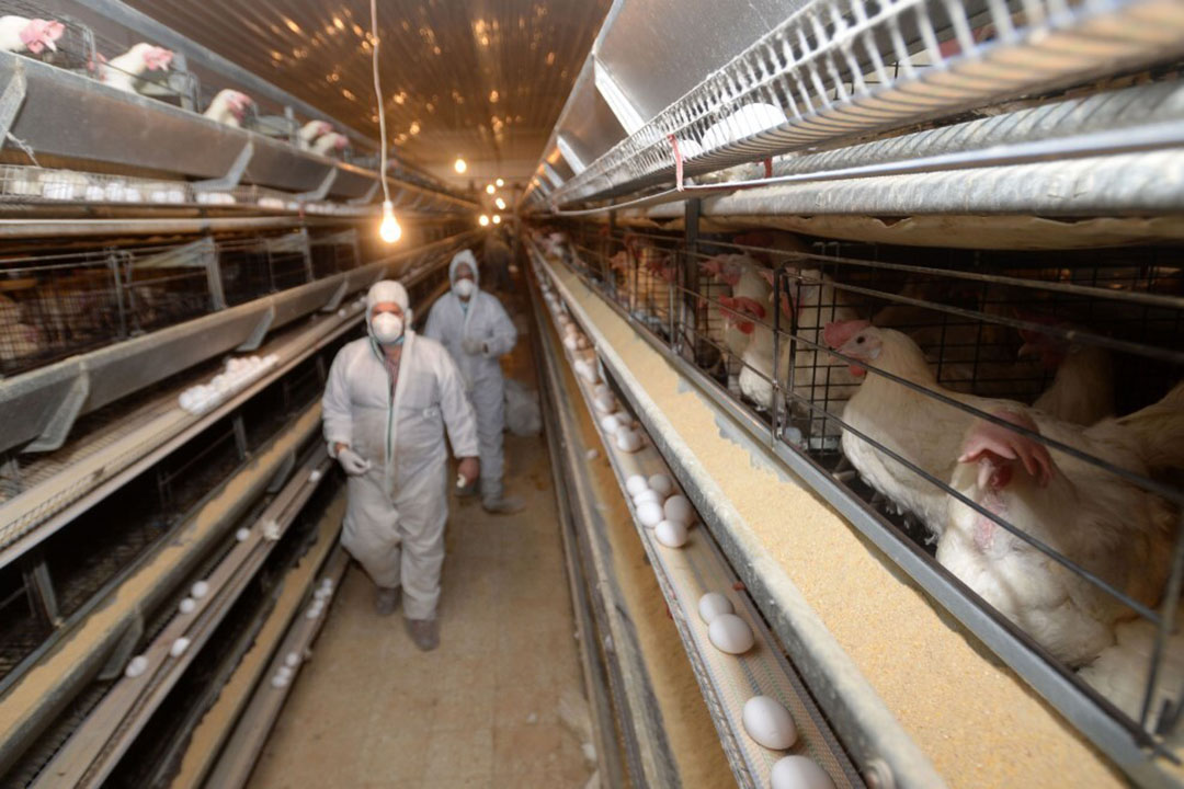 Rússia inicia novo sistema veterinário para combater a gripe aviária