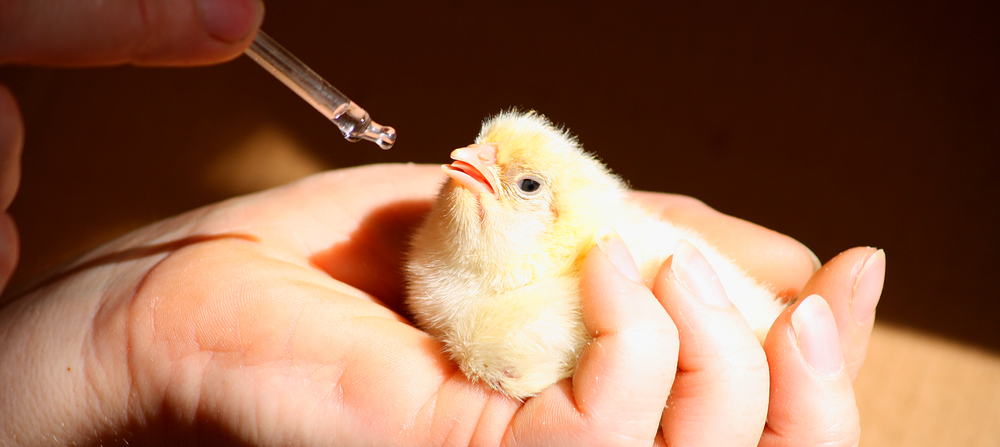 Pesquisas avícolas no Canadá: inovação no combate a desafios globais