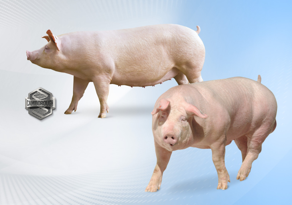 Agroceres PIC e Copercampos ampliam parceria para multiplicação de suínos de alto valor genético