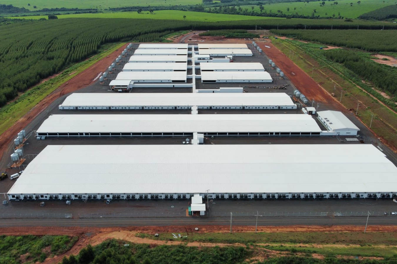 Maior núcleo genético de suínos da América inicia comercialização em abril